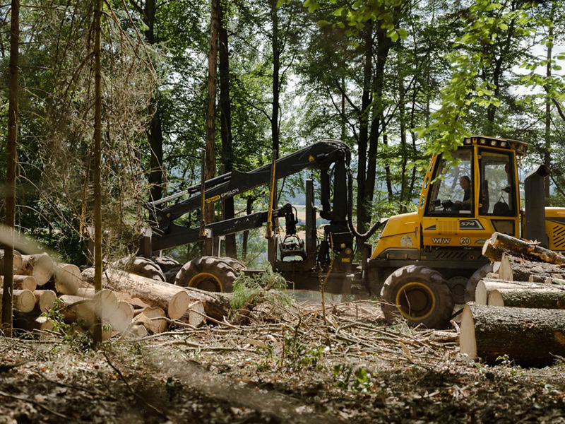 From hobby to profession: forestry as a life task